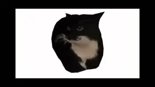maxvel cat 40 minut