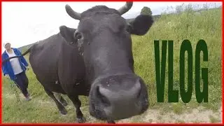 VLOG: Сельский, Дачный