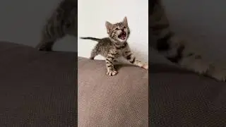 meow 