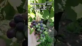Родительский дом#дом#родители#дача#блогер#огородник#10соток#сад#загороднаяжизнь#жизнь#родина#россия