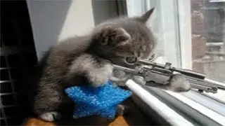 Video de Risa Gatos y Perros Para morirse de la risa
