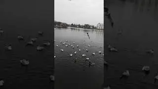 Кормим чаек🕊️, уток🦆 и лебедей🦢 город Калининград. Верхний пруд 🌊