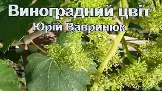 Виноградний  цвіт. Поезія для душі.
