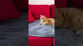 CAT VS VACUUM 😂 #shorts