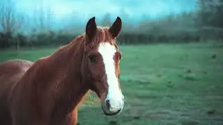 Horses | Copyright Free 4k Stock Video