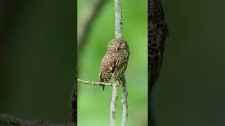 Jungle owlet | Owl | Owlet | Owl Bird | Wildlife Photography  #photography  #vairalshort #nature