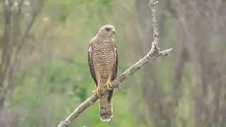 Наблюдение за птицами Ястреб-перепелятник Birdwhathing Eurasian  Sparrowhawk