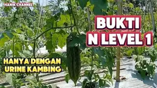 Bukti N Level 1, hanya dengan Urime Kambing tanaman subur#hanikchannel #nlevel1
