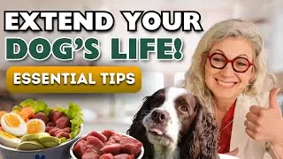 How to Extend Your Dog's Life with These Essential Tips from Dr. Judy Morgan!