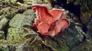 MGMT - Alien Days (Music Video)