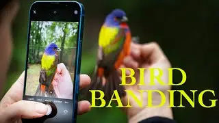Dauphin Island Bird Banding