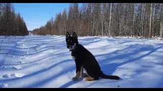 Щенок Восточно-сибирской лайки по кличке Урта