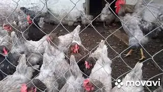 Dominant chickens, what kind of chicks hatched