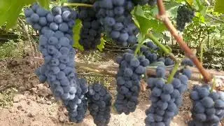 Леон Мийо - высокоустойчивый технический сорт Франции