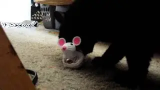 Violet playing with her Temptations Snacky Mouse