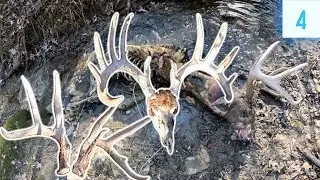 Find GIANT Buck & Big Base Antlers // Shed Hunting 2024 E4