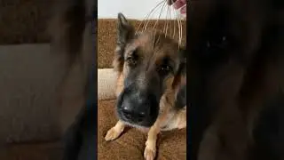 Собачий кайф