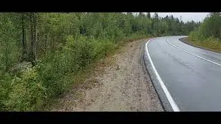 Вот что можно увидеть на обочине дороги, когда с собой нет ружьишка!