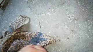Начало нового гаража.Установка света
