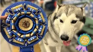 Our Shop Dog Sprints, Pulls, Dances, and Prances at SHCA Nationals