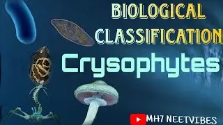 Biological Classification|Part 6: Crysophytes|#neetmotivation #neetpreparation #class11th_biology