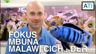 Fokus Mbuna Malawi cichlider (alt hvad du bør vide)
