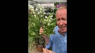 Angraecums - "The Comet" Orchids
