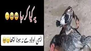 chick trying mating with hen #chick mating #chickens mating #chick mating