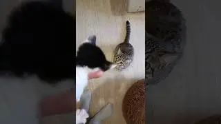 первая встреча 🐱 #cat #kitten #кошки #shorts