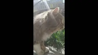 Маркиз на прогулке