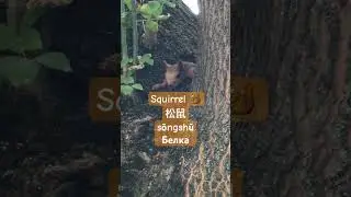 Squirrel in Chinese- songshu 松鼠