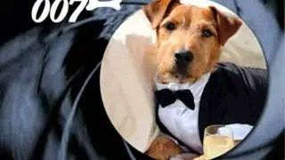 Funny Superhero Cats and Dogs