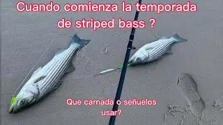CUANDO COMIENZA LA TEMPORADA DE STRIPED BASS Y CUALES SON LOS MEJORES MESES PARA PESCARLOS.