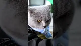 Sigma Cat🗿 #shorts #viral #sigmacat #sigma