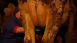 Explotación ganadera, vaquería.wmv