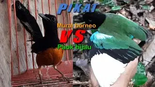 Di alam ternyata si burung cantik ini bisa terpikat burung murai batu