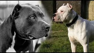 DOGO ARGENTINE VS PIT BULL!!! WHO WILL WIN???