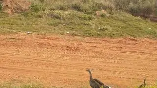 o dia que eu cheguei perto das seriemas