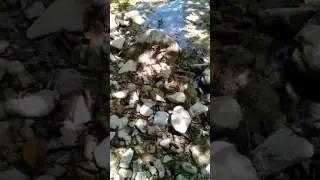Вот где живут бабочки