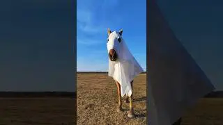 🐴👻  