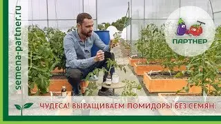Чудеса! Выращиваем помидоры без семян!