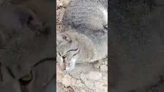 Ной и Исаак немного поспорили.😾😾