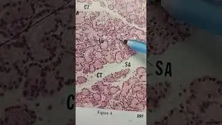 Lacrimal Gland Histology: Quick Overview