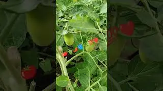 Первые 🍅🫑🌶️ Южный УРАЛ 🌿🪣💯❤️...