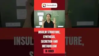 Insulin Synthesis, Secretion, Metabolism