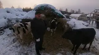 МОИ БЫЧКИ И ТЕЛОЧКИ ЖУВУТ НА УЛИЦЕ -30°C