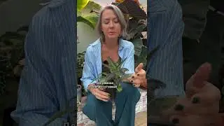 ЖИВОРОДЯЩИЕ РАСТЕНИЯ / Каланхлэ Дегремона