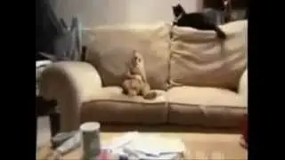 яичики ля ля ля приколы с кошками