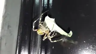 Паук против кузнечика. 🕷 vs X.Z.)))