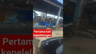@pelelanganikan5770 @ShortsBreak_Official@shortvideo